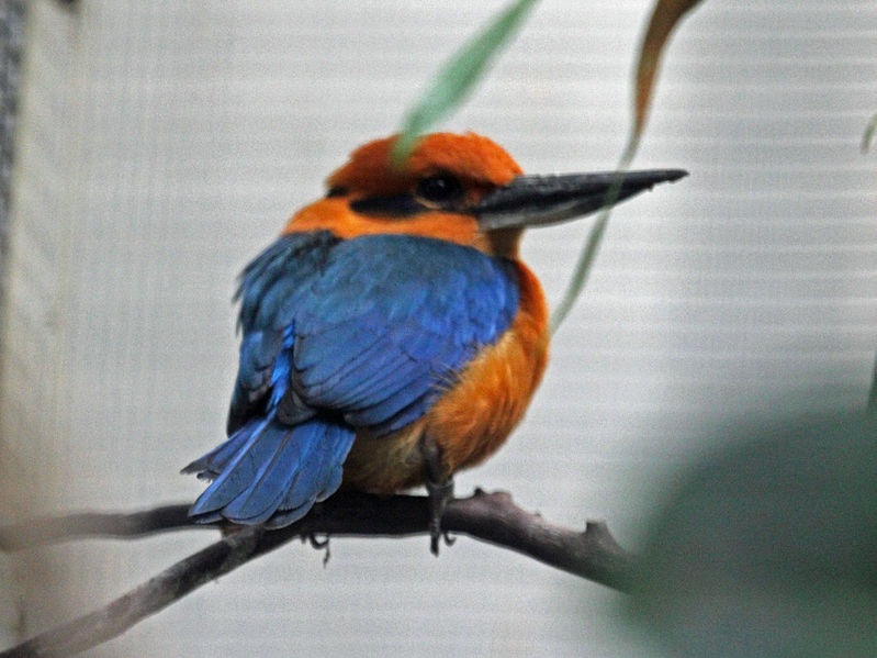 File:Micronesian Kingfisher RWD.jpg