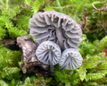 Mycena pseudocorticola