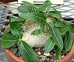 Pachypodium brevicaule