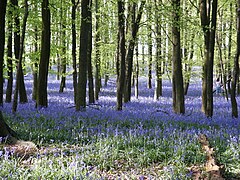 Tapis de Jacinthes des bois en sous-bois dans le Buckinghamshire.