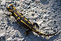 Fire salamander