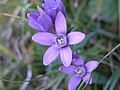 Gentianella germanica