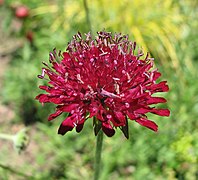 Knautia macedonica