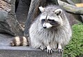 Raccoon (Procyon lotor)