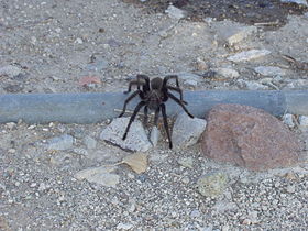 Aphonopelma sp., provavelmente A. iodius (macho).