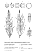 A: Equisetum fluviatile B: Equisetum palustre, C: Equisetum fluviatile, D: Equisetum fluviatile E-I: dwarsdoorsneden: E: E. x dycei F: E. palustre G: E. arvense H: E. x litorale I: E. fluviatile