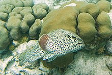 Epinephelus adscensionis