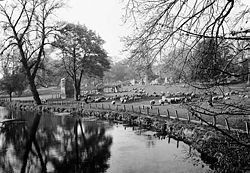 Pecore al pascolo tra le rovine di Bury St Edmunds Abbey, nel 1920