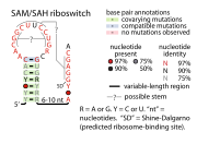SAM-SAH riboswitch: Secondary structure for the riboswitch marked up by sequence conservation.