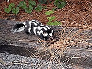 Austleg flekkskunk (Spilogale putorius)