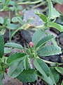 Leaves, flower buds