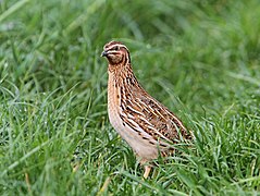 Prepeliță (Coturnix coturnix)