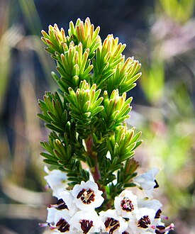 Erica calycina