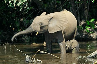 Éléphant de forêt d'Afrique (Loxodonta cyclotis) : femelle et son éléphanteau.