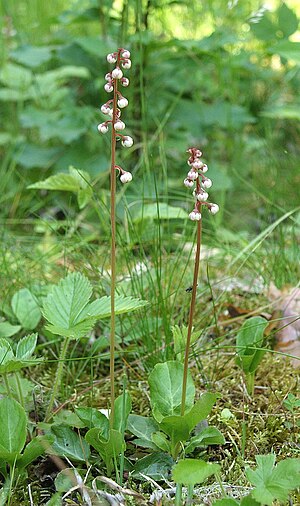 Liden vintergrøn (Pyrola minor)