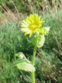 Doronicum pardalianche