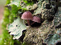 Mycena meliigena