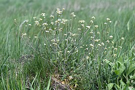 Arabidaceae (Arabidopsis arenosa)