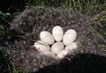 Nest lined with feathers