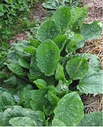 Plantago