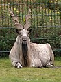 A Markhor