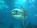 Ocean sunfish