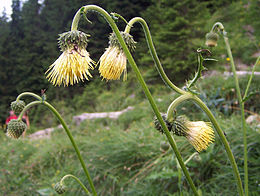 Enyves aszat (Cirsium erisithales)