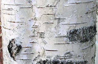 European birch bark (Betula pendula)