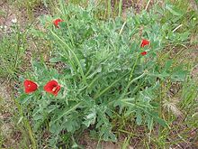 Glaucium corniculatum.jpg