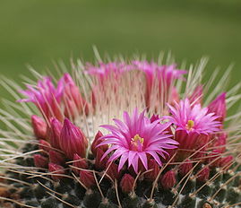 Cultivar 'Un Pico' en fleurs.