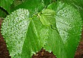 Leaf of Morus nigra