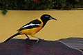 Venezuelan troupial