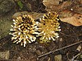 Balanophora fungosa (Balanophoraceae)