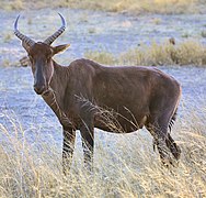 Delta de l'Okavango, Botswana.