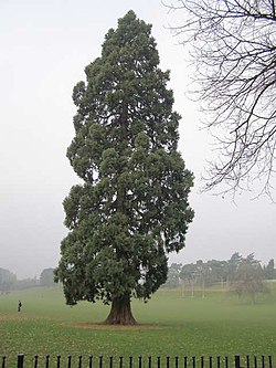 Msekwoya mkubwa (Sequoiadendron giganteum)