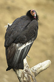 Californische condor (CR)