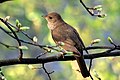 Thrush nightingale