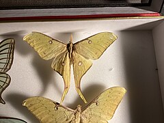 Actias guangxiana mâle