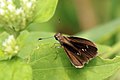 Violet-banded skipper