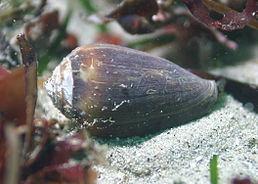 Conus californicus