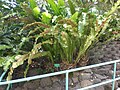 Bird's nest fern