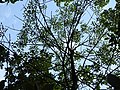 Canopy of a pumpkin ash affected by emerald ash borer in Essex County, Ontario, Canada.