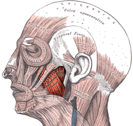 Musculus masseter