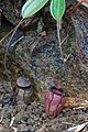 Nepenthes argentii