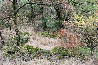 Nature around Aghjkaberd