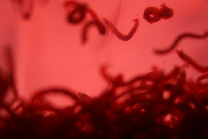 File:Blood Worms.JPG