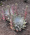 Dudleya brittonii