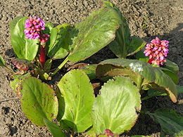 Storalapė bergenija (Bergenia crassifolia)