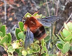 Bombus rubicundus