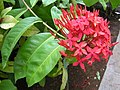 Ixora coccinea